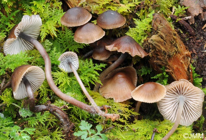 Mycena Hemisphaerica
